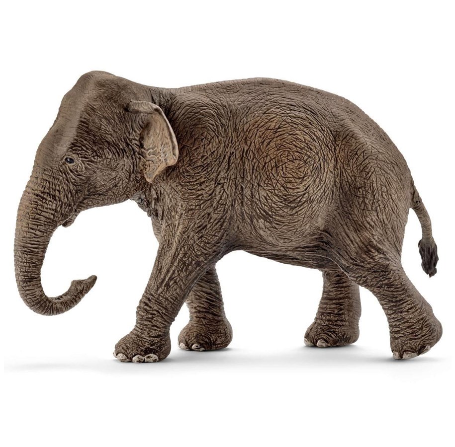 Schleich - Schleich Aasian elefantti naaras - 4005086147539