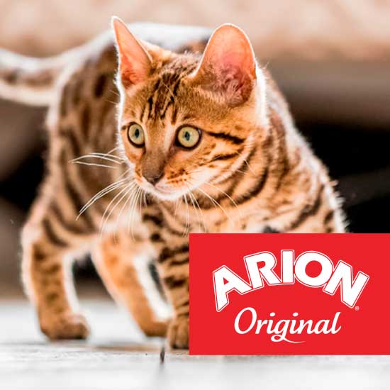 Arion Original kissa