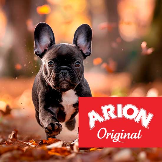 Arion Original koira